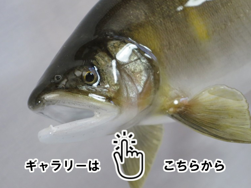 魚類剥製工房 東海釣魚堂❘淡水魚 アユ ギャラリー