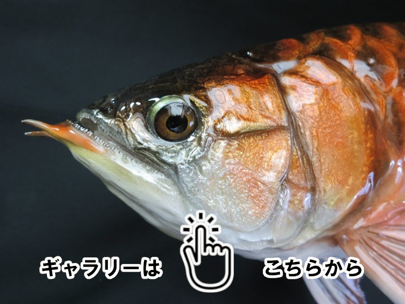 魚類剥製工房 東海釣魚堂❘観賞魚 ギャラリー