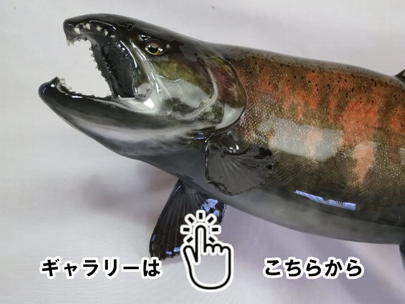 魚類剝製工房│東海釣魚堂